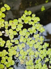 Spirodela polyrhiza