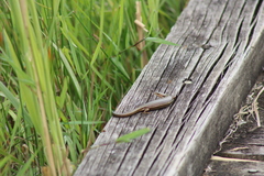 Pseudemoia rawlinsoni