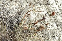 Atraphaxis frutescens