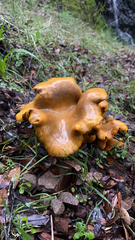 Omphalotus olivascens