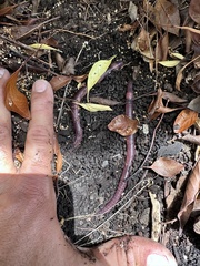 Oligochaeta
