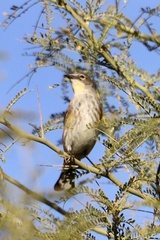 Setophaga coronata