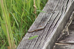 Pseudemoia rawlinsoni