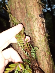 Notogrammitis heterophylla