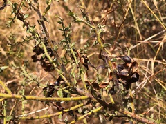 Acacia amblygona