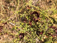 Acacia amblygona