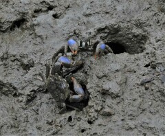 Australoplax tridentata