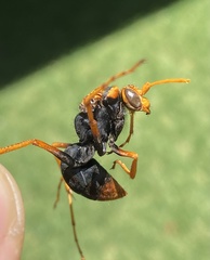 Cryptocheilus australis