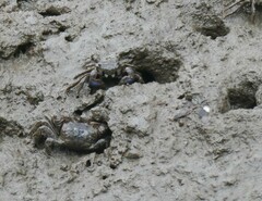 Australoplax tridentata