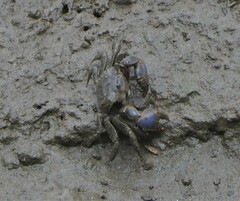 Australoplax tridentata