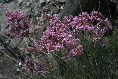 Limonium insigne
