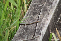 Pseudemoia rawlinsoni