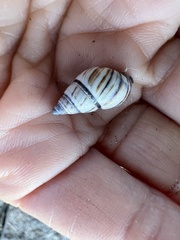 Drymaeus multilineatus