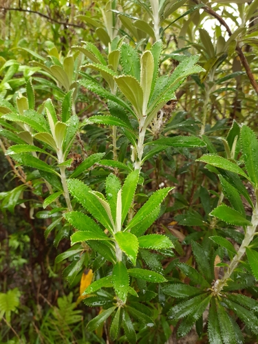 Image of Macrolearia angustifolia by (c) Genevieve Early, some rights reserved (CC BY)