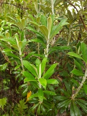 Macrolearia angustifolia