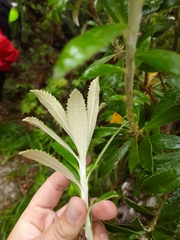 Macrolearia angustifolia