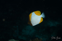 Hemitaurichthys polylepis