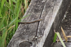 Pseudemoia rawlinsoni