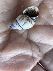 Drymaeus multilineatus