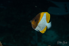 Hemitaurichthys polylepis