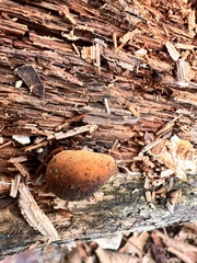 Lycoperdaceae