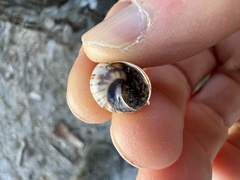 Drymaeus multilineatus