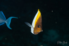 Hemitaurichthys polylepis