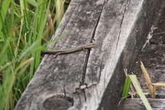 Pseudemoia rawlinsoni