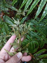 Elaeocarpus hookerianus