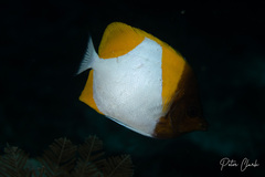 Hemitaurichthys polylepis