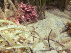 Stigmatopora narinosa