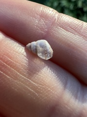 Bulimulus guadalupensis