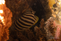 Chaetodon octofasciatus