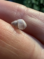 Bulimulus guadalupensis