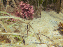 Stigmatopora narinosa