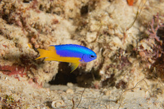 Pomacentrus auriventris