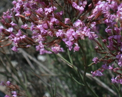 Limonium insigne