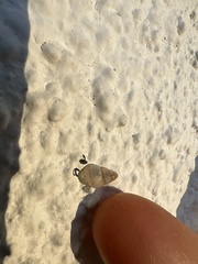 Bulimulus guadalupensis