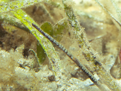 Stigmatopora narinosa