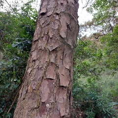 Ficus subpisocarpa