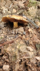 Omphalotus olivascens