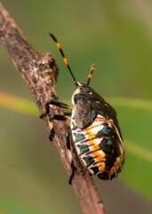 Oechalia schellenbergii