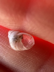 Bulimulus guadalupensis