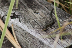 Pseudemoia rawlinsoni