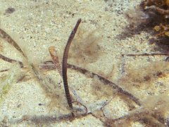 Stigmatopora narinosa