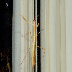 Tenodera australasiae
