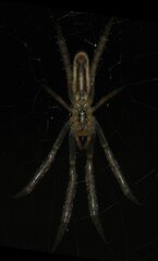 Larinia