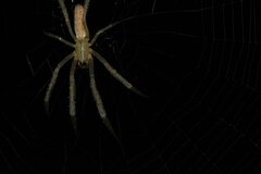 Larinia