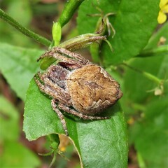 Socca pustulosa