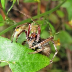 Socca pustulosa